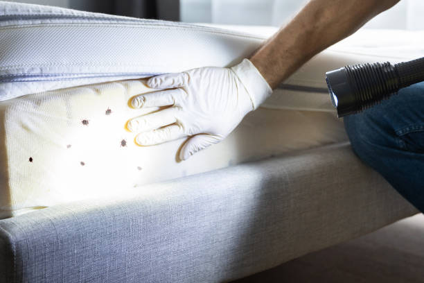 Best Pest Control for Homes  in Port Washington, NY