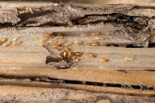 Best Wasp Removal Services  in Port Washington, NY